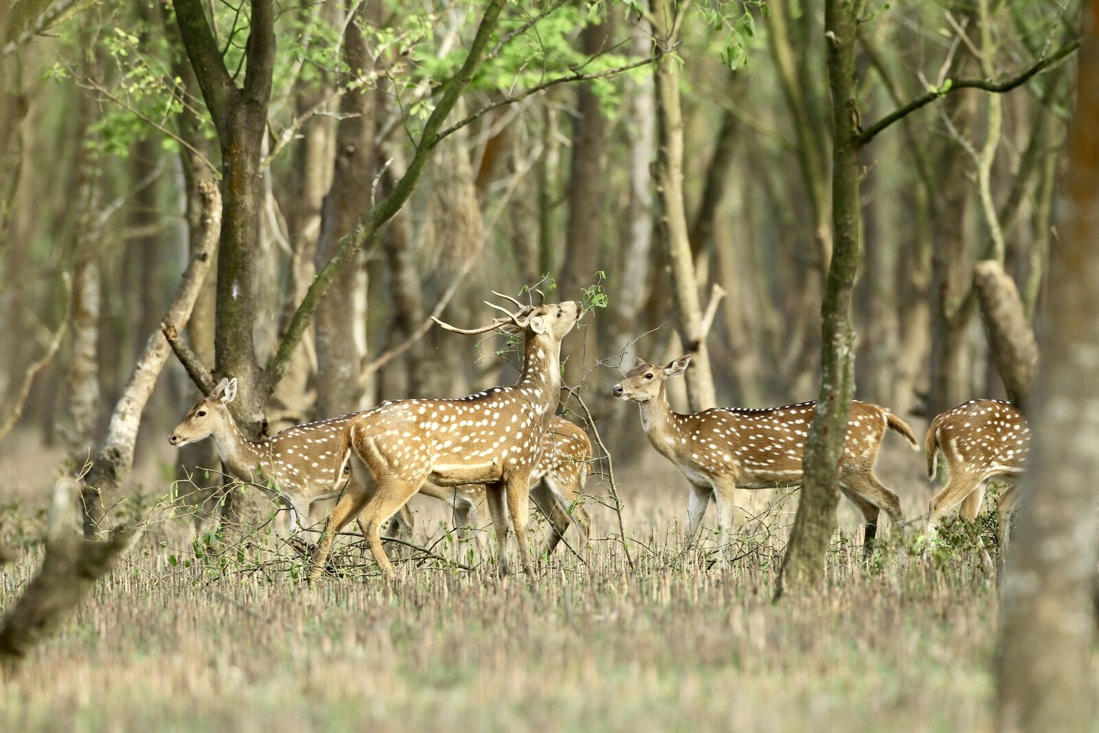 Spotted Deer