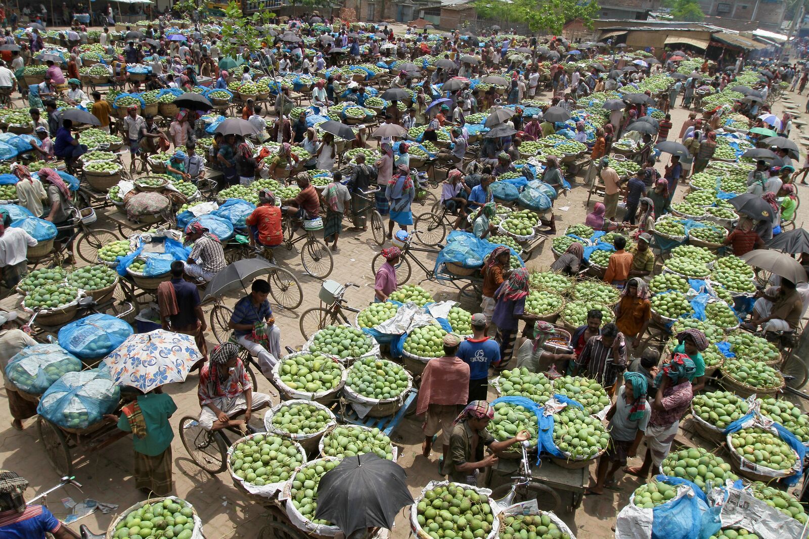 The Mango Market