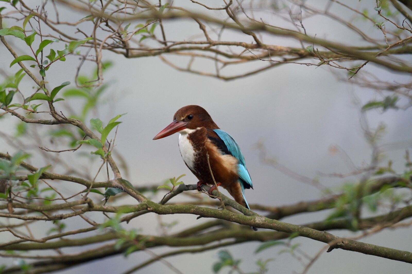 The White-throated Kingfisher