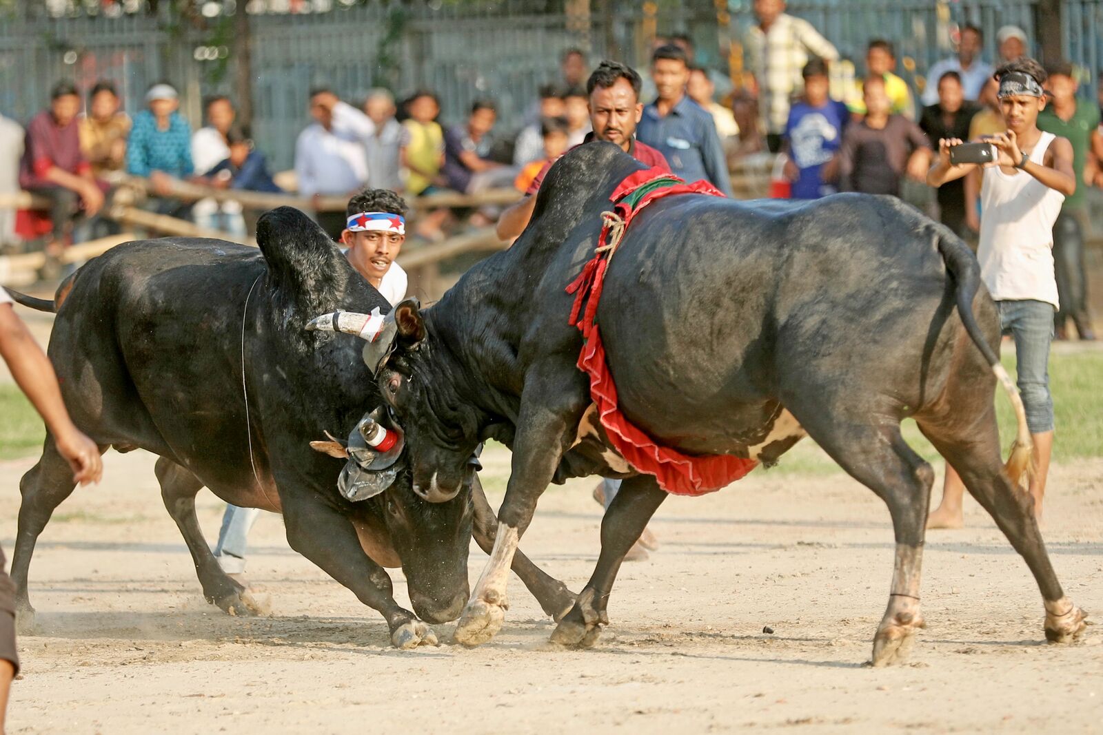 Bulls at the Fair