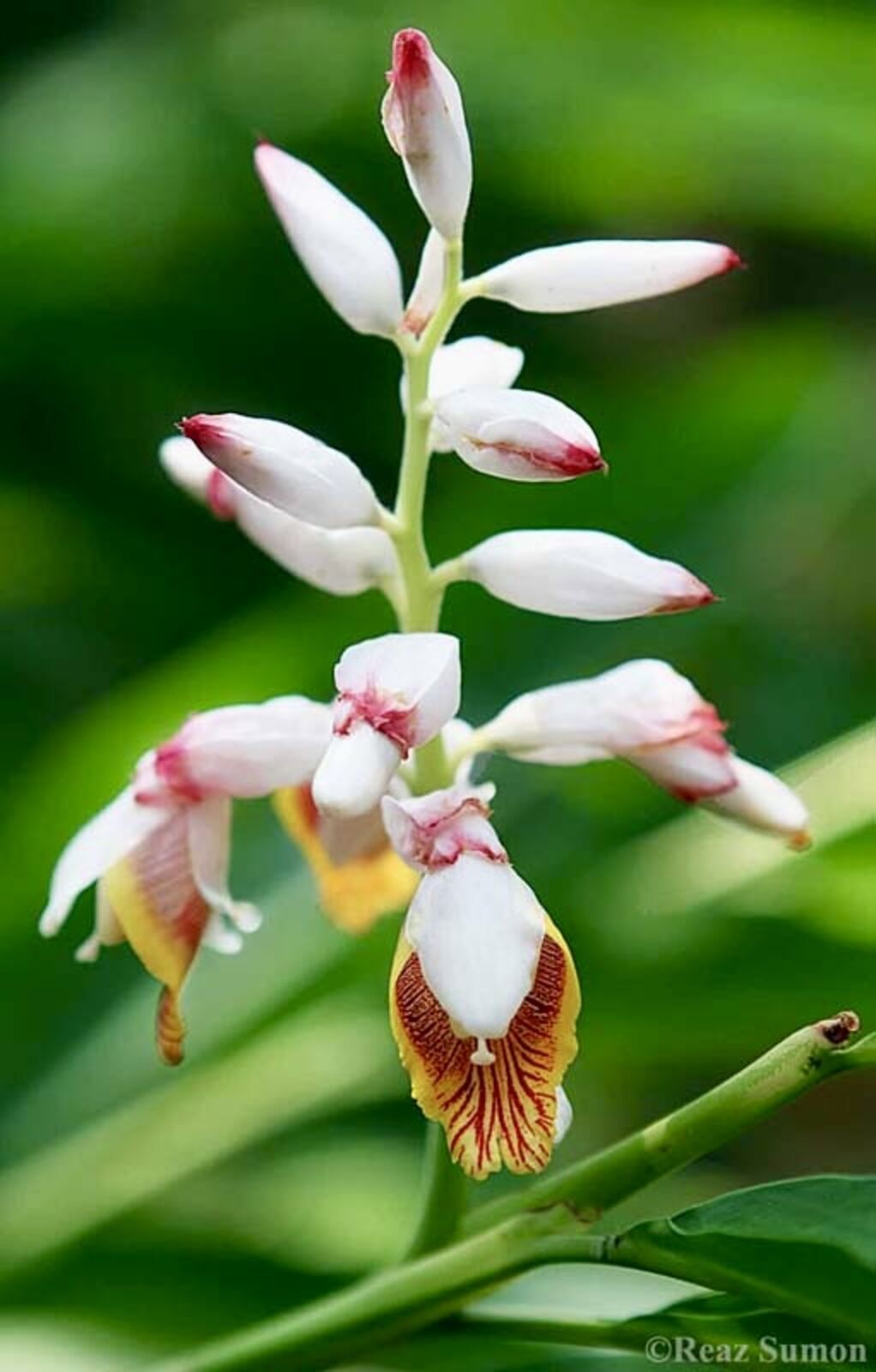 The White Bloom