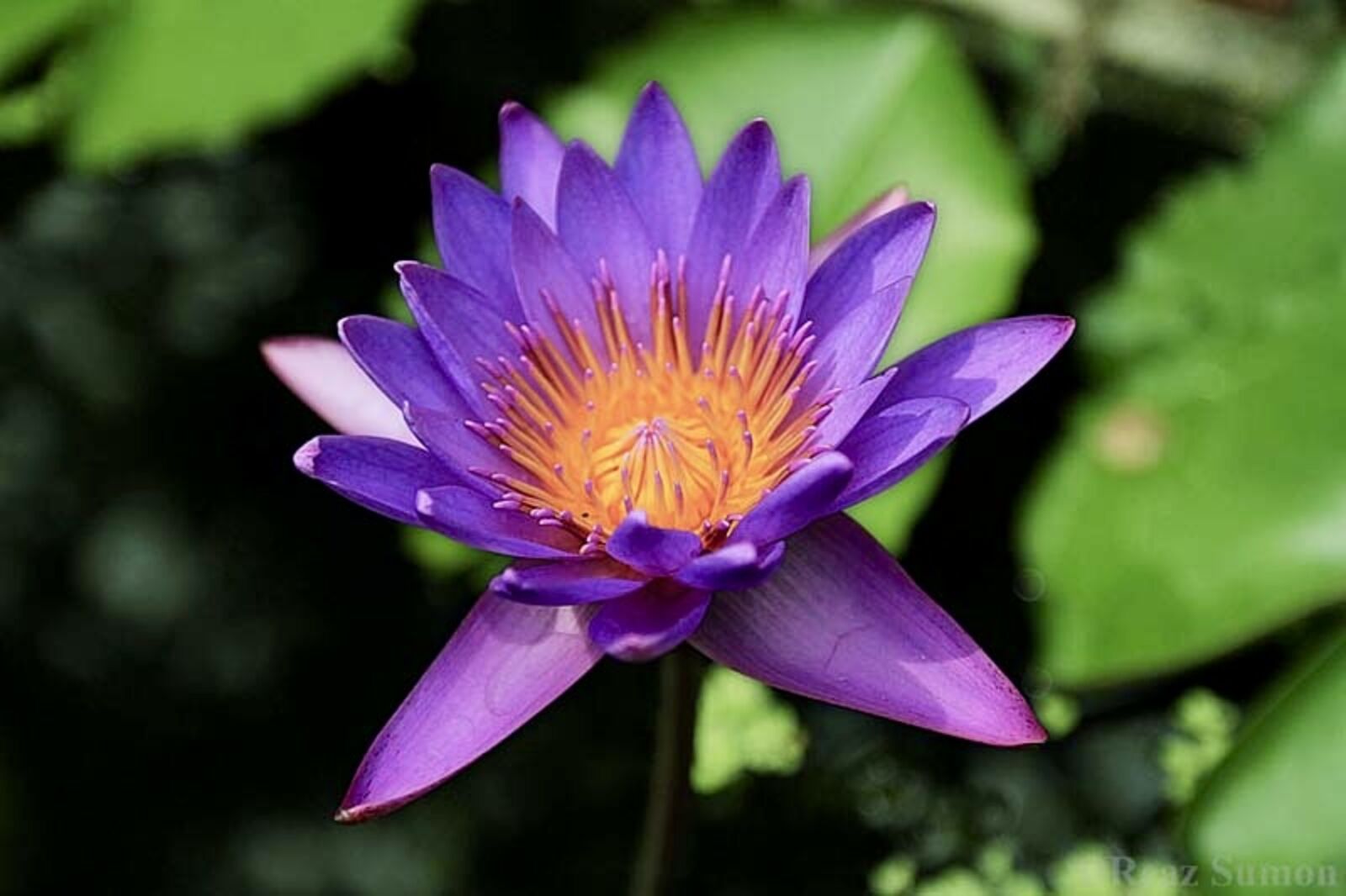 The Water Lily
