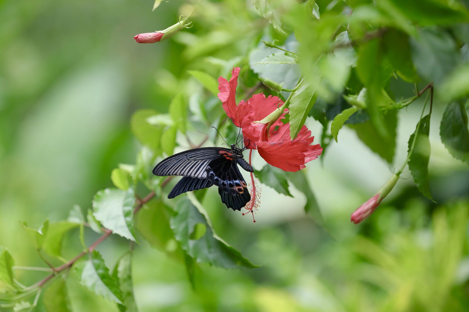 Butterfly and Hibiscus