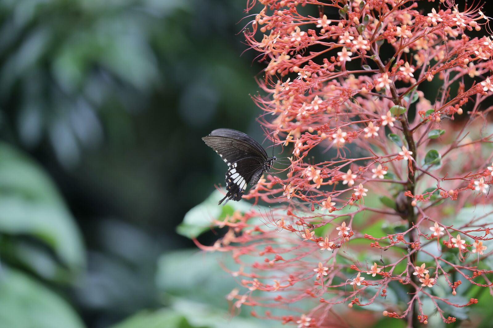 Butterfly on the Bloom