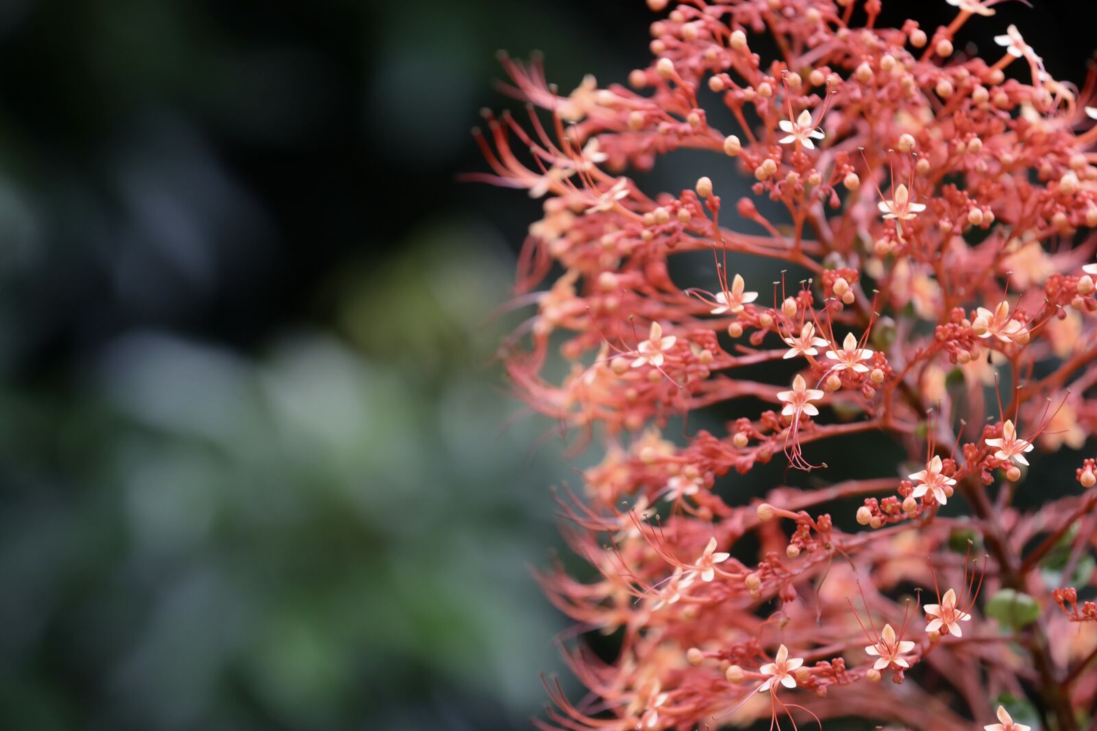 Red in Bloom
