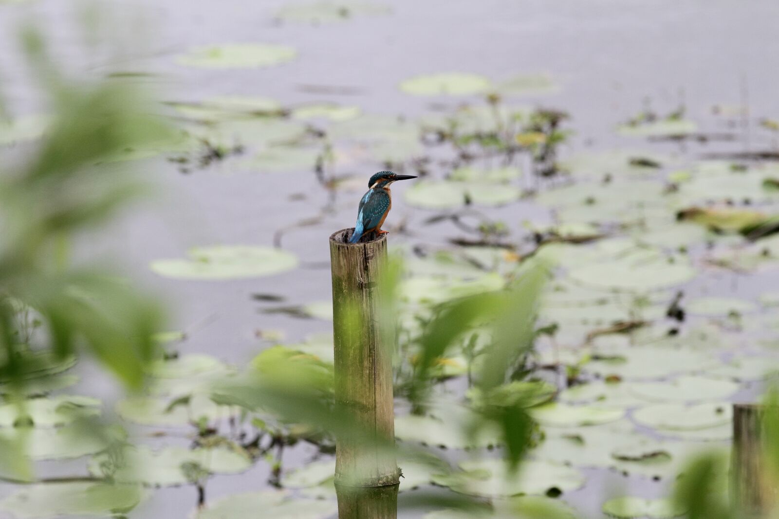 The Common Kingfisher