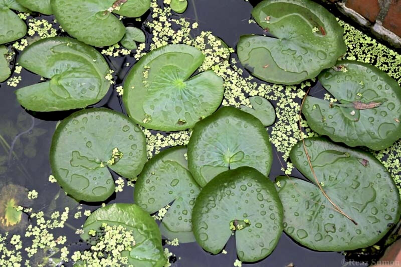 Lily Pads