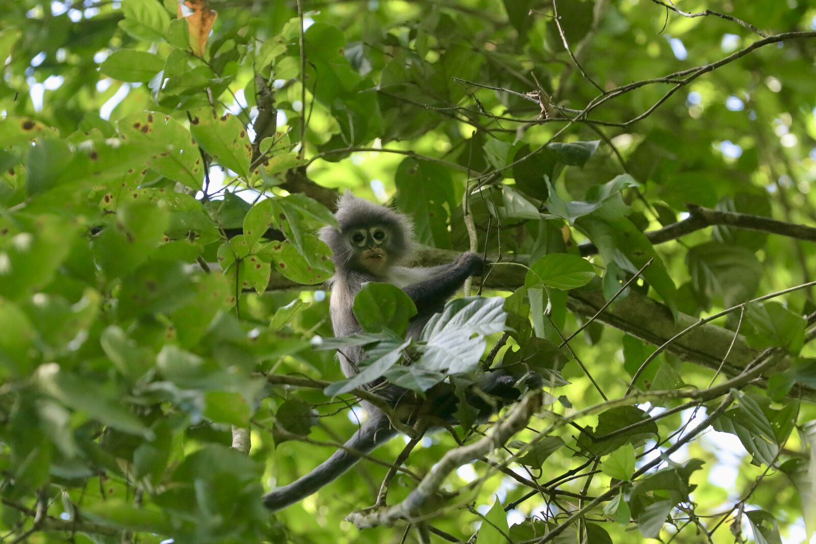 The Langur