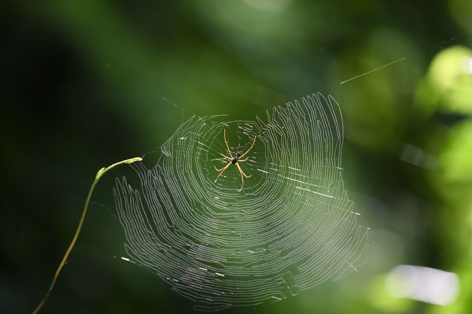 The Spider's Web