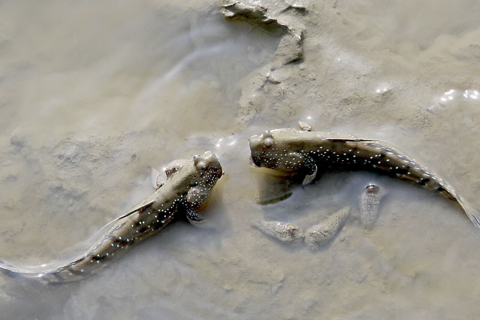 Standoff on the Mudflats