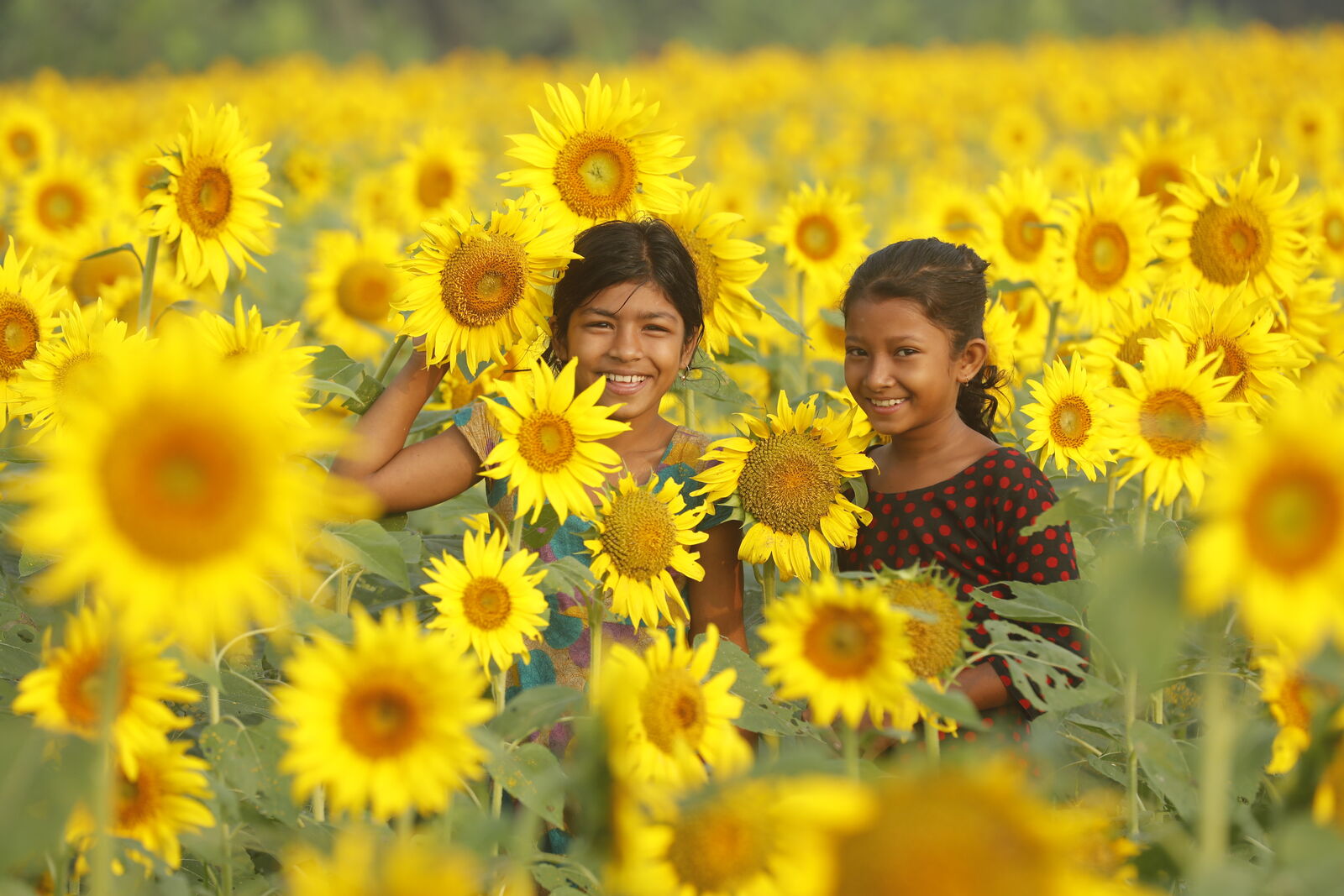 Smiles in the Sunflowers