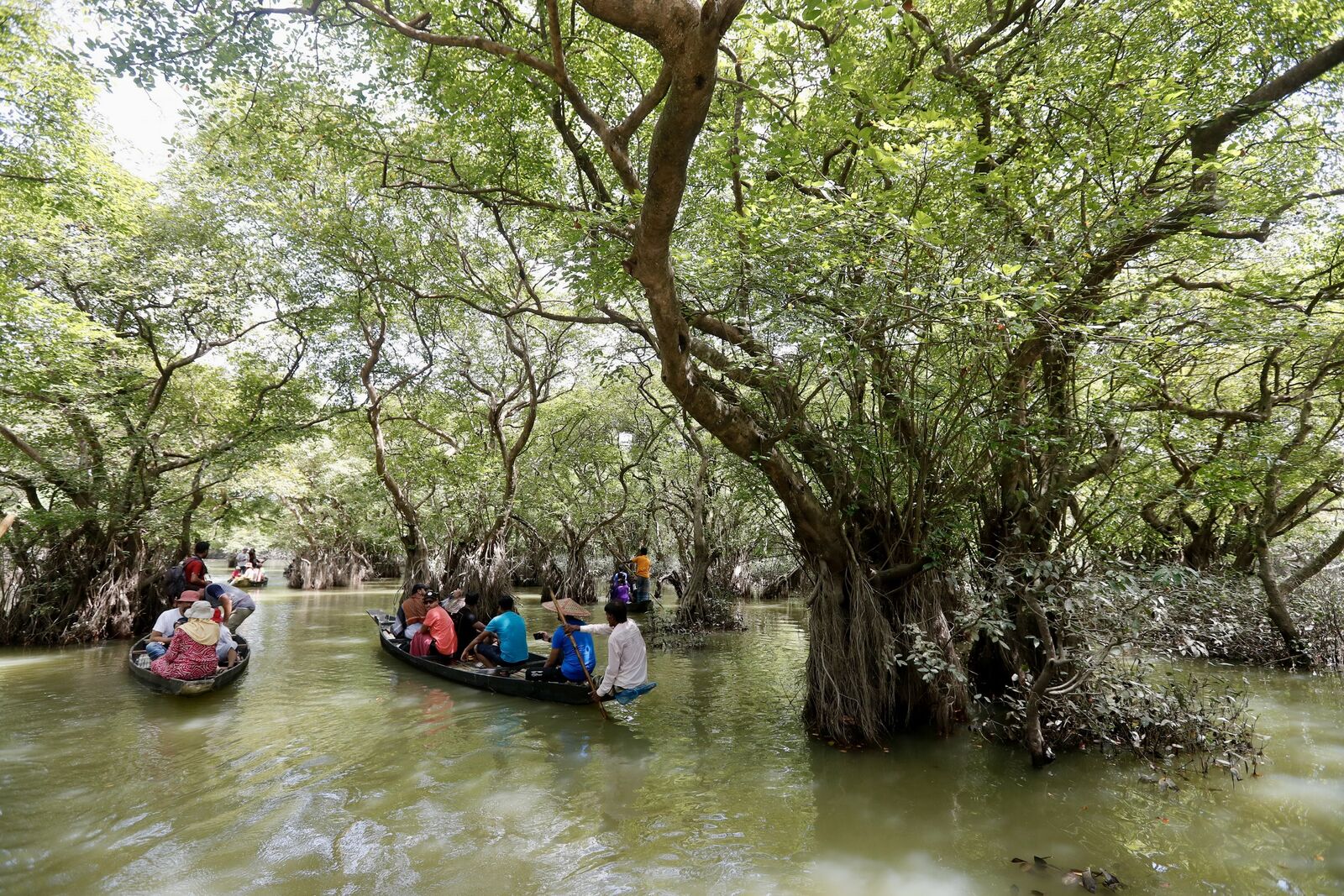 Under the Mangroves