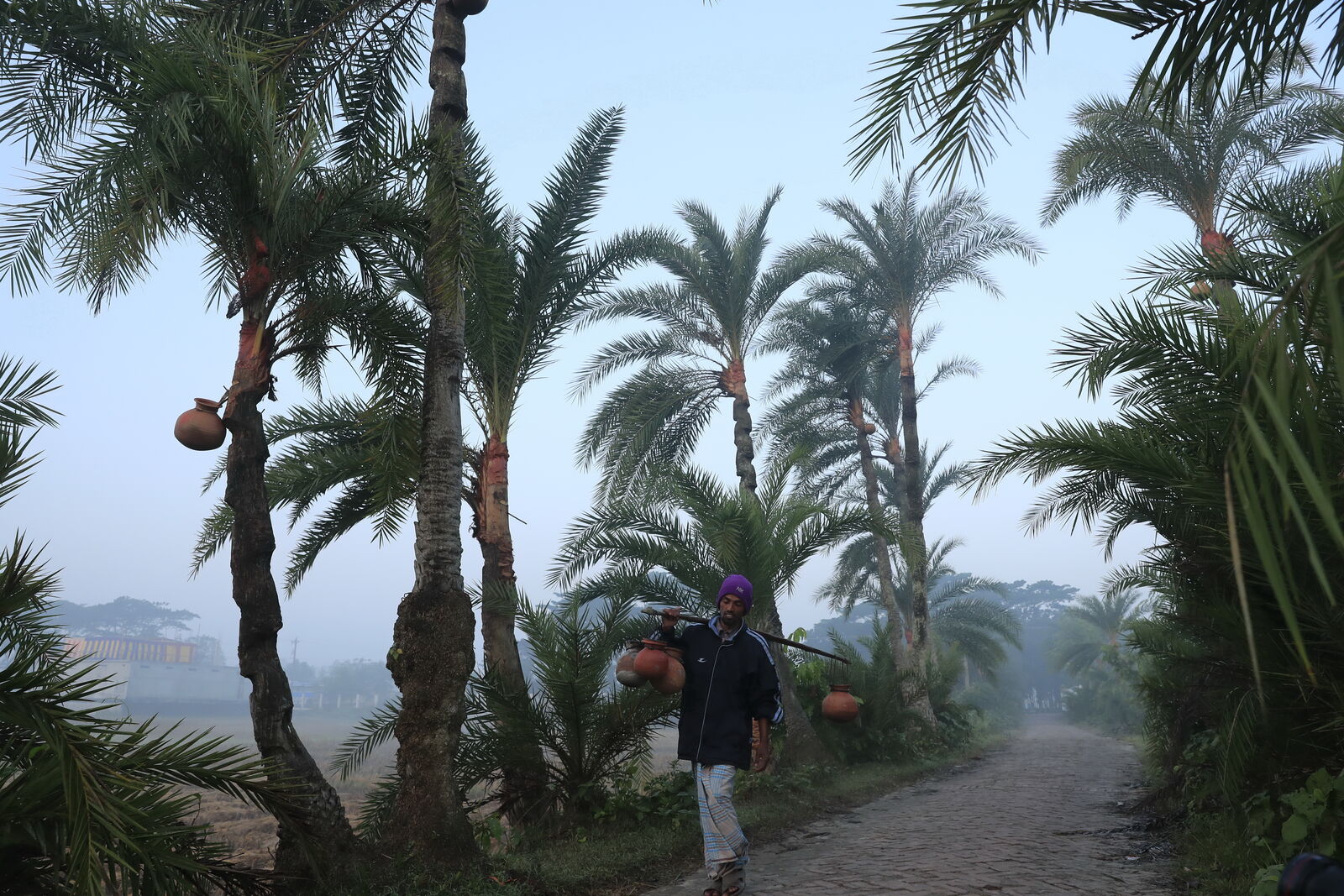 The Sap Collector
