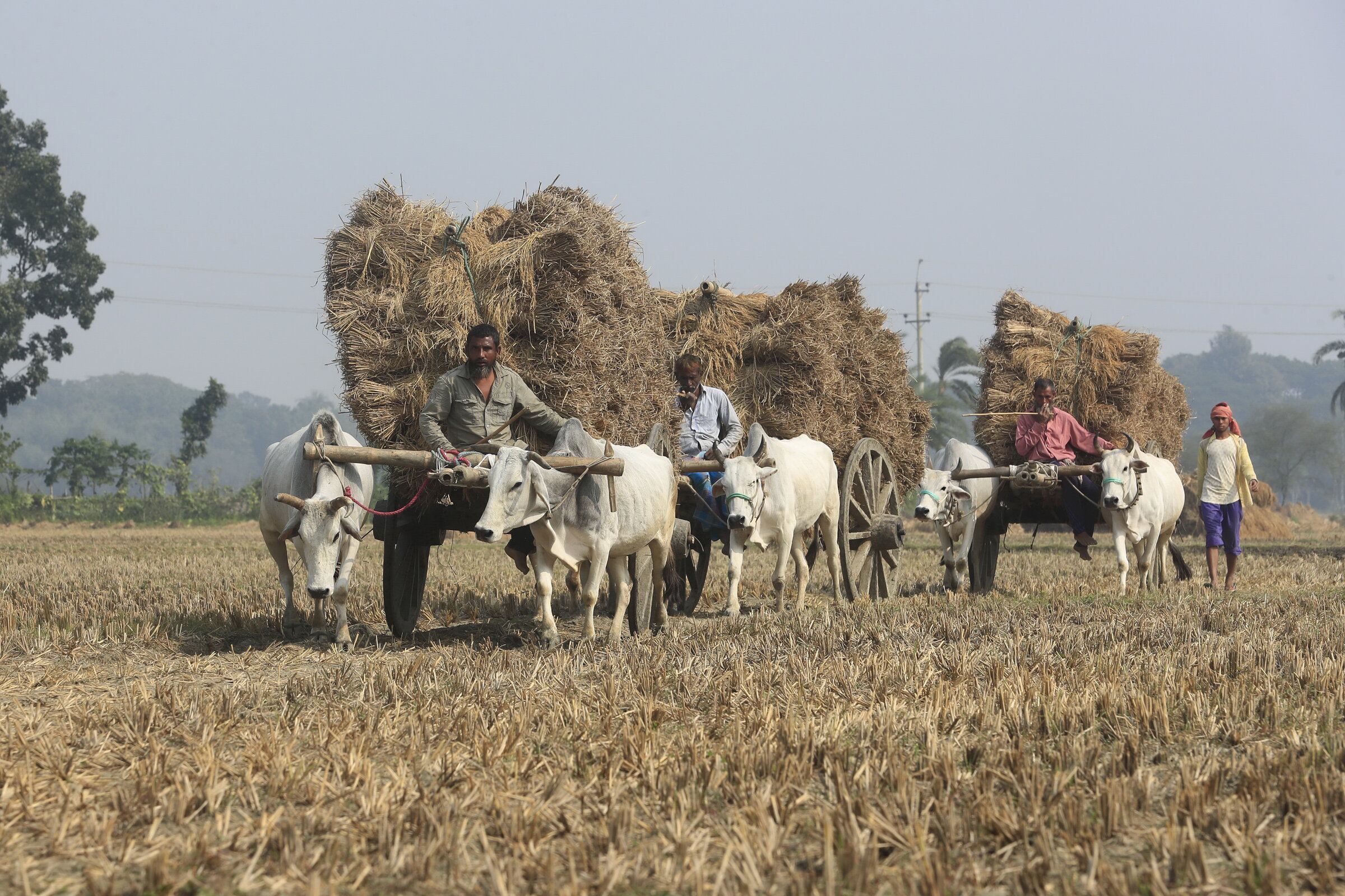 The Harvest Trail